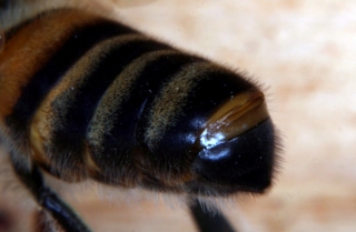 aktive Sterzeldrüse der Honigbiene (Nassanoffsche Drüse) - Abgabe von Pheromonen